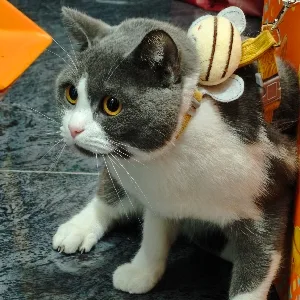 奇奇怪怪谁是谁
