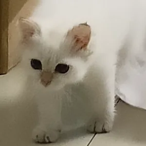 兔兔那么可爱mua