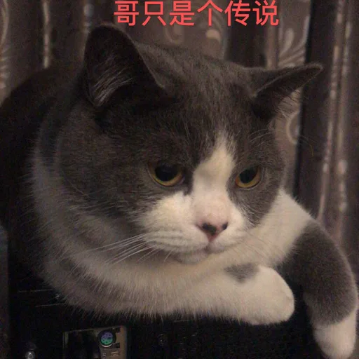 YiluxiangbeiDlyc
